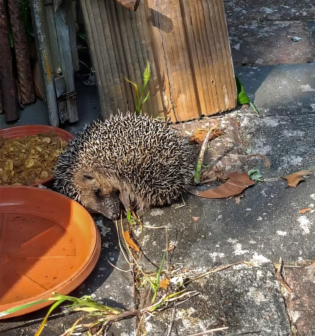 kranker Igel